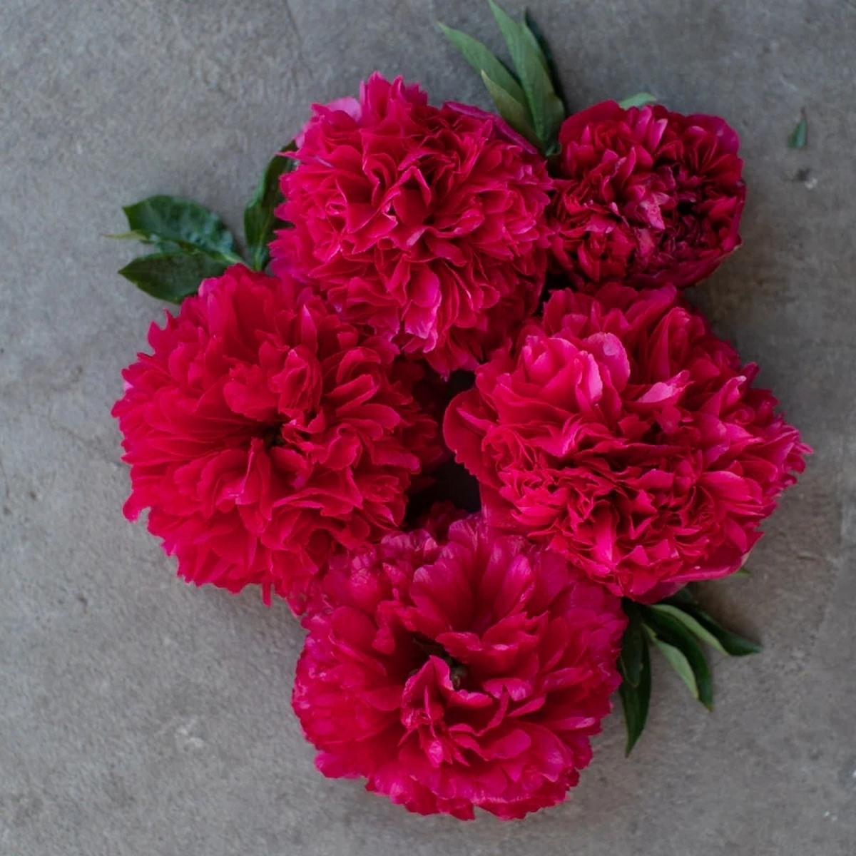 Пион гибридный Комманд Перформанс, 2-3/К, 1 шт.