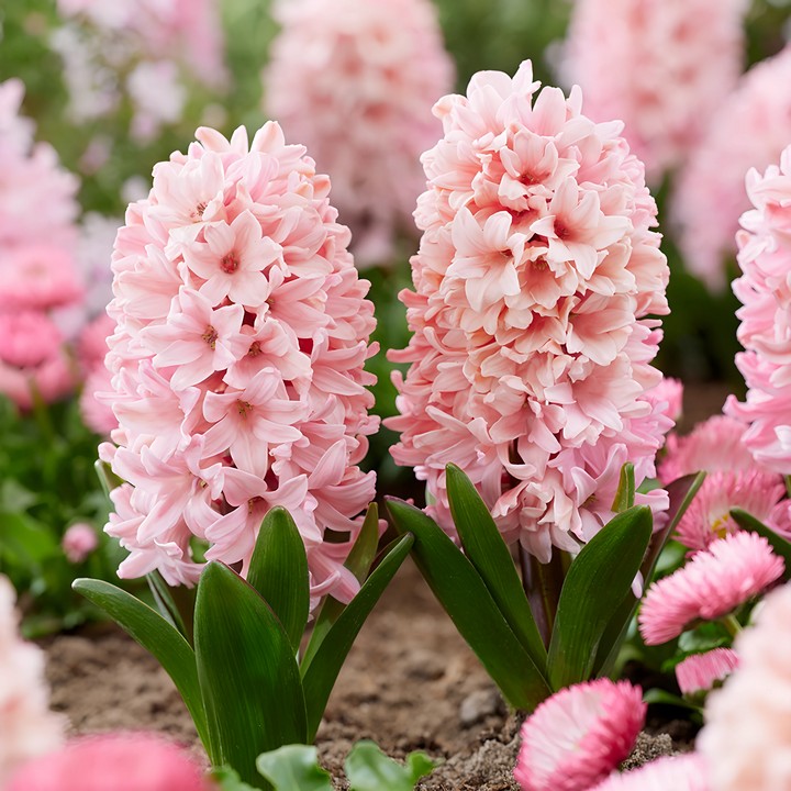 Гиацинт Априкот Пашшн, 14/15, 1 шт.