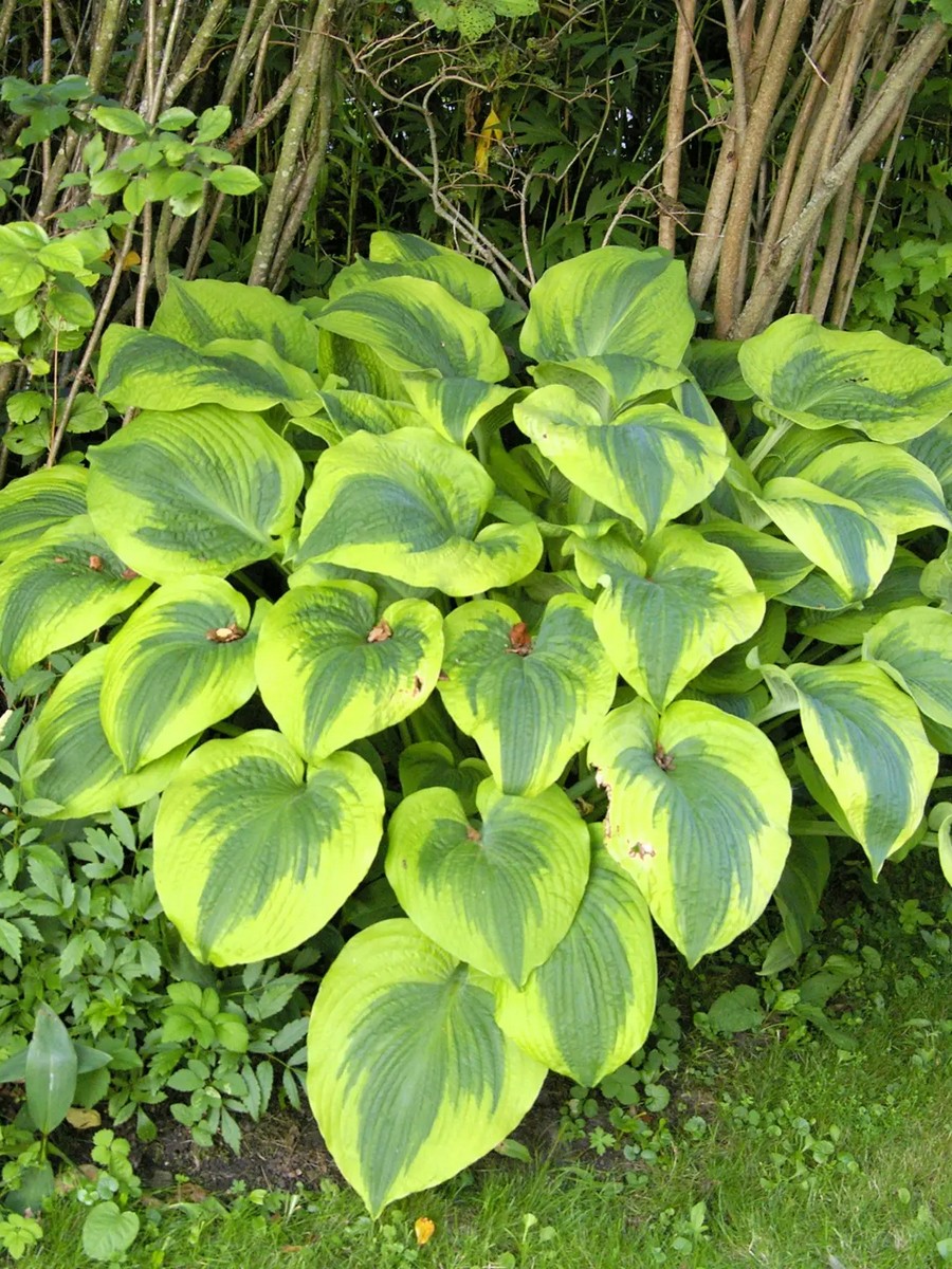 Хоста Клаймакс, 1 шт.