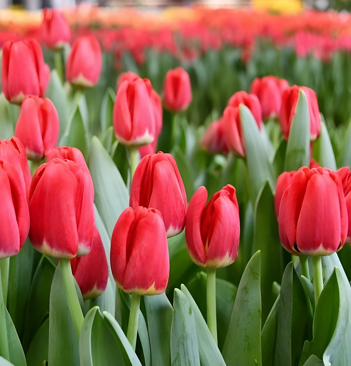 Тюльпан триумф Антарктика Файр, 11/12, 1 шт.