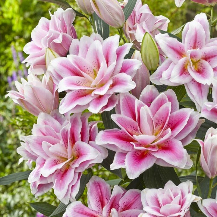 Лилия восточная махровая Roselily Микаэла, 12/14, 1 шт.