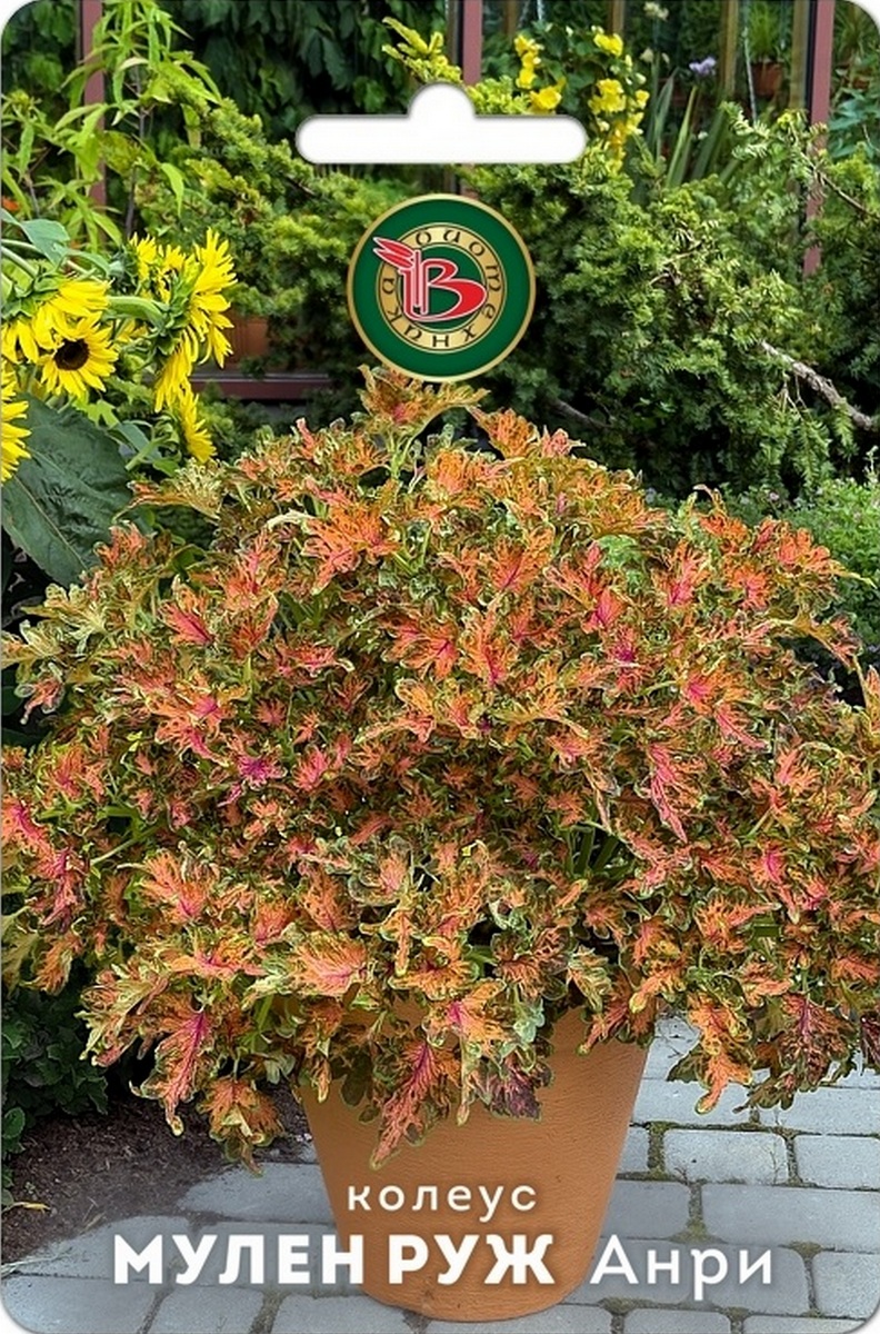 Колеус компактный Мулен Руж Анри, 10 шт.