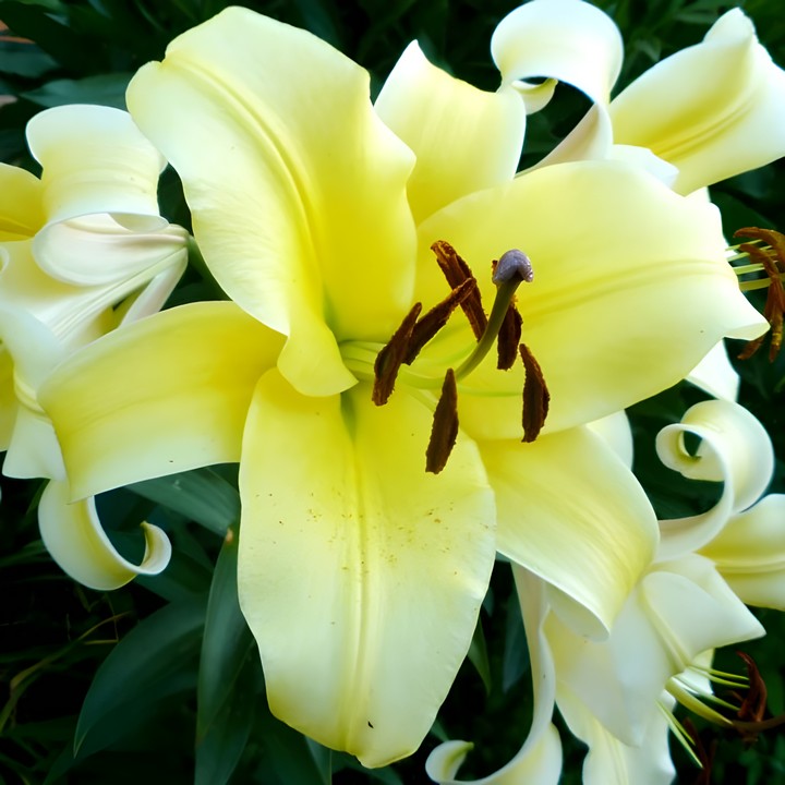 Лилия ОТ-гибрид Биг Бразер, 12/14, 1 шт.