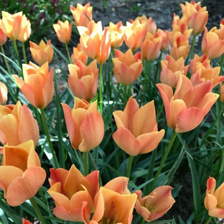 Тюльпан ботанический Брайт Джем, 6/7, 1 шт.