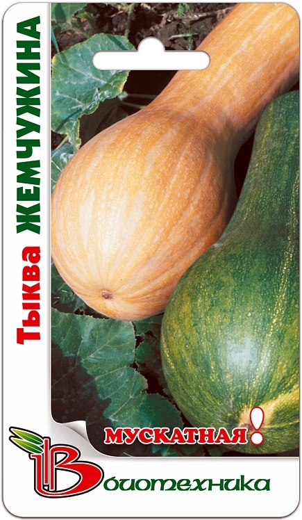 Тыква мускатная Жемчужина, 6 шт. Биотехника 