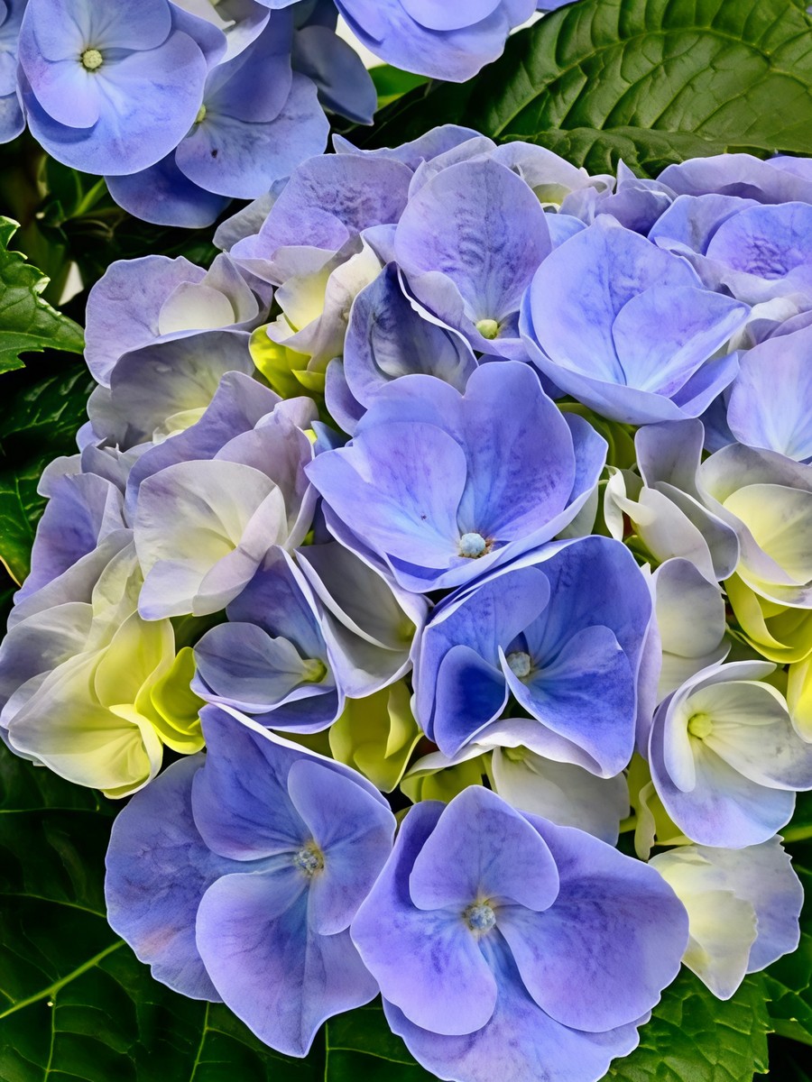 Гортензия крупнолистовая Хай Ривэ/ЦКорЛюкс