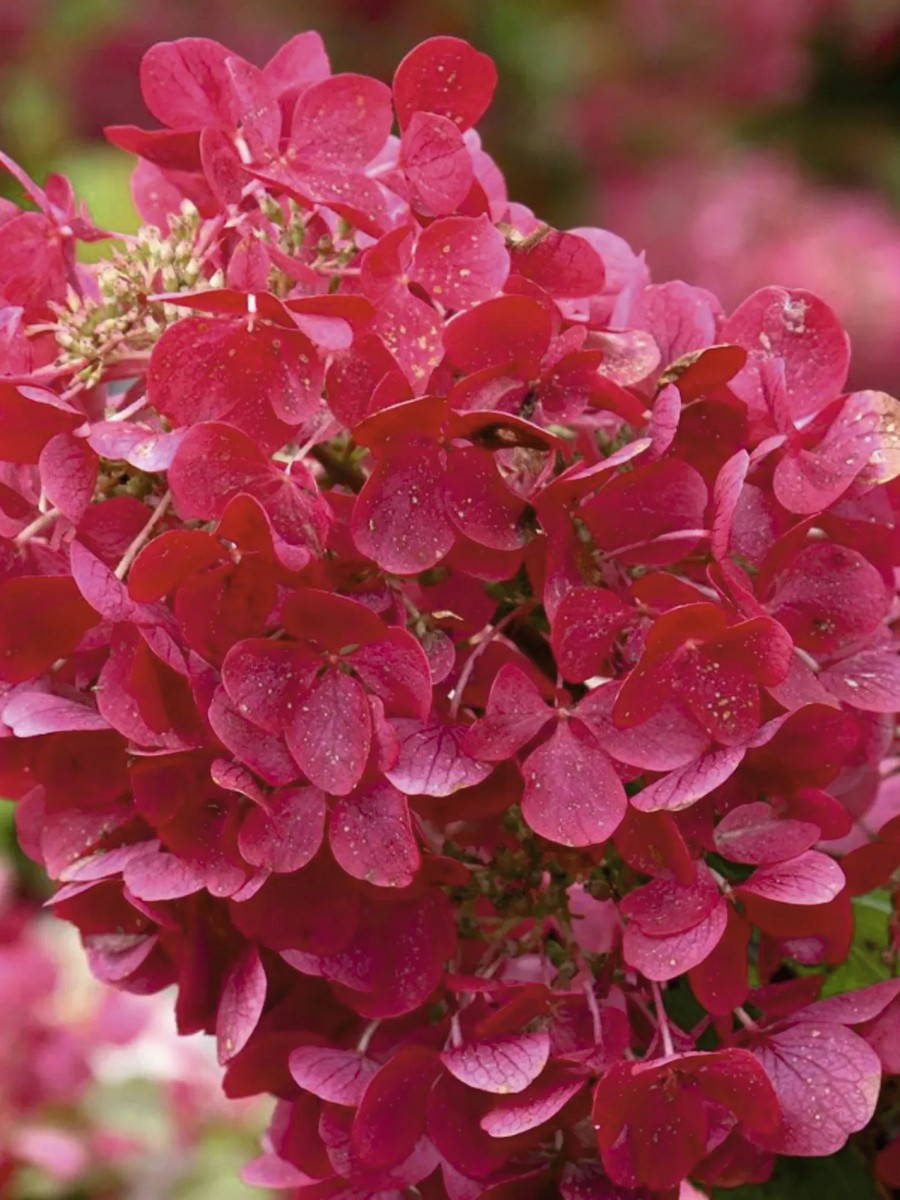 Гортензия метельчатая Даймонд Руж