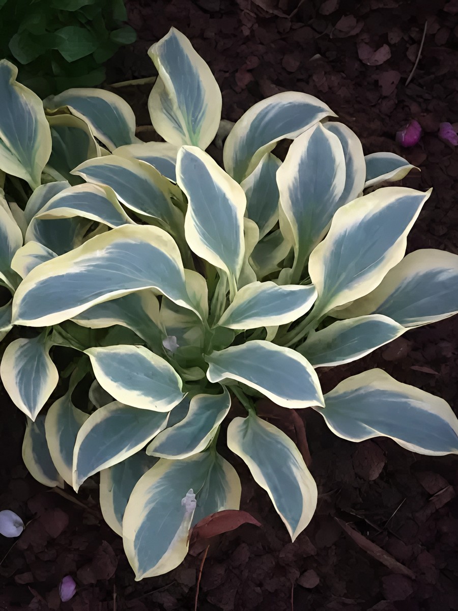 Хоста Фанни Маус, 1 шт.