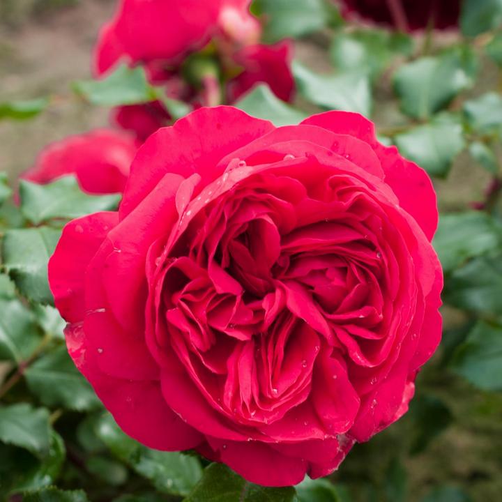 Роза парковая Рубан Руж (карминно-красный)