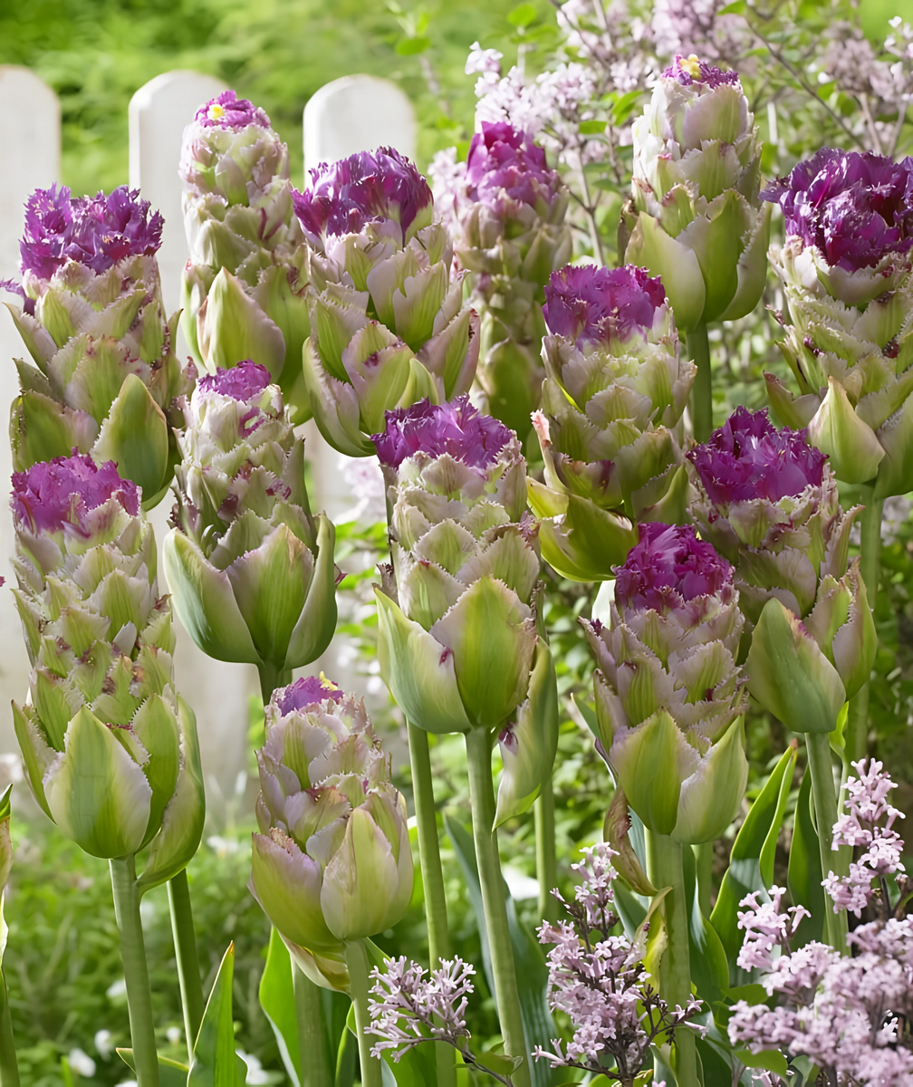 Тюльпан махровый бахромчатый Пурпл Тауэр, 11/12, 1 шт.