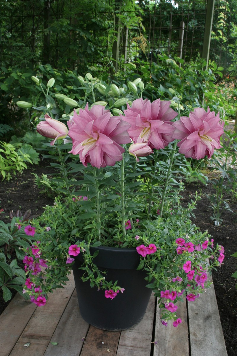 Лилия восточная махровая Лотус Бриз, для выгонки, 1 шт.