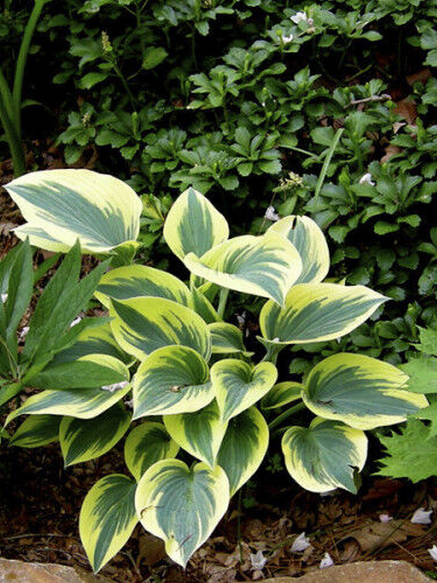 Хоста Лейксайд Кап Кейк, 1 шт.