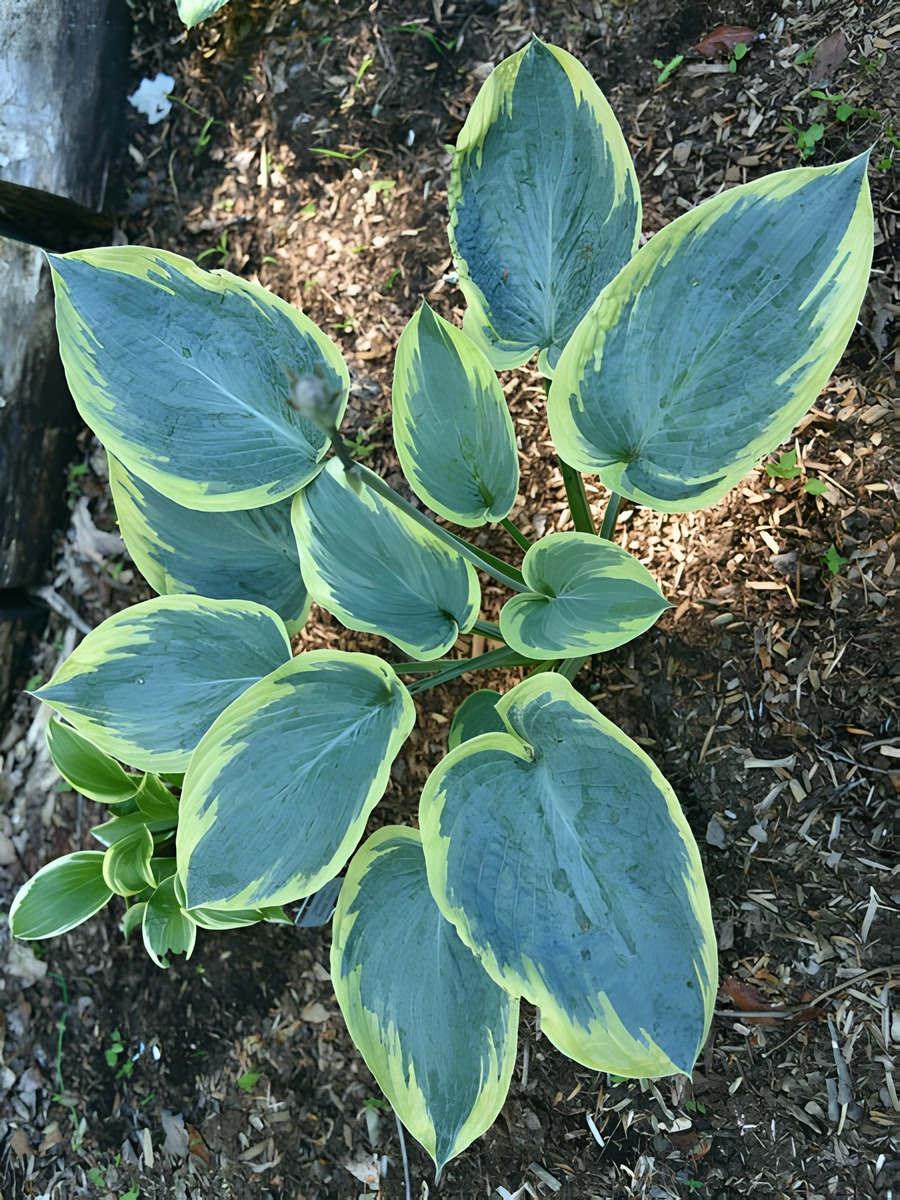 Хоста Флемиш Традишн, 1 шт.