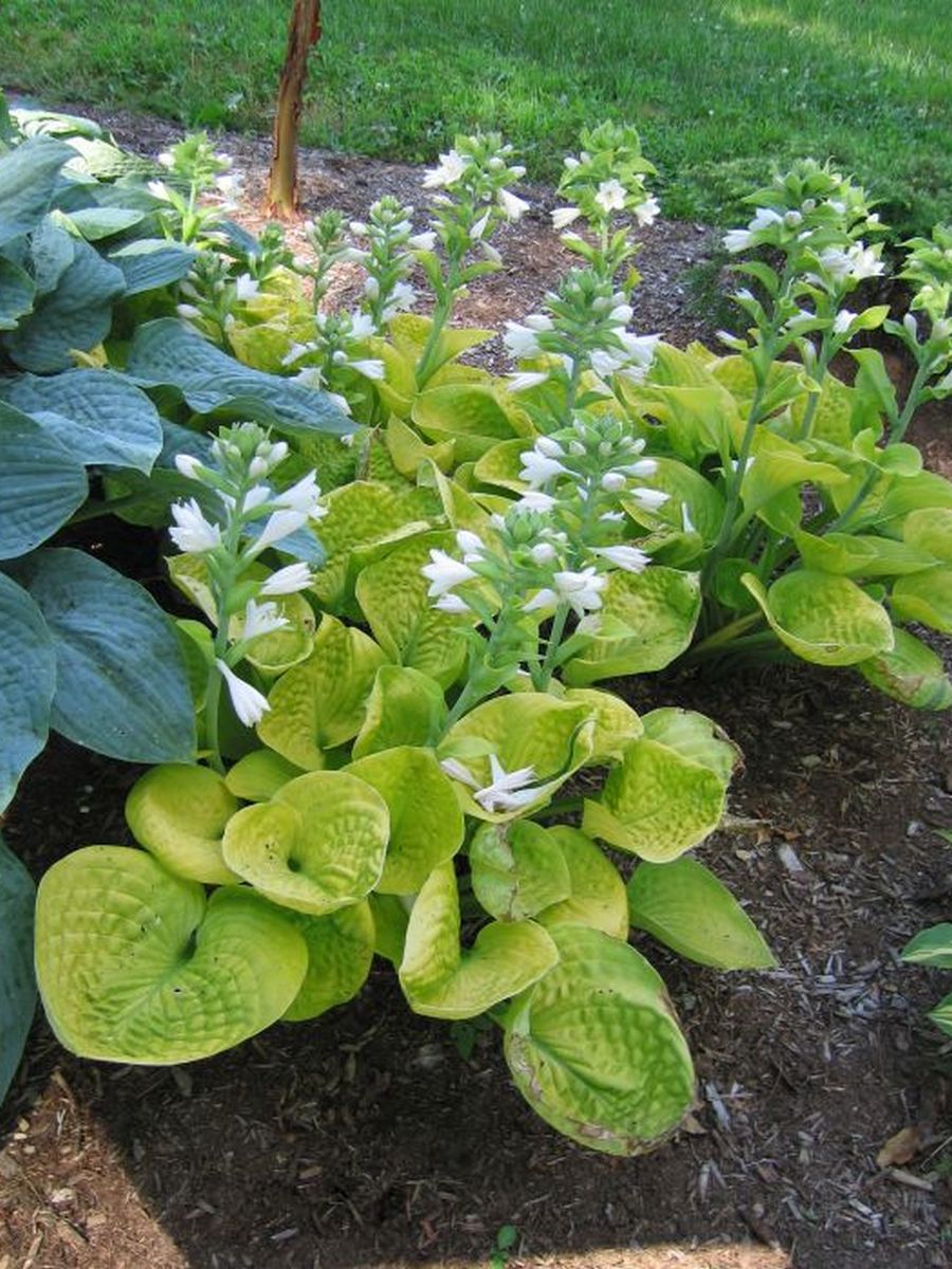 Хоста Мауи Баттеркап, 1 шт.