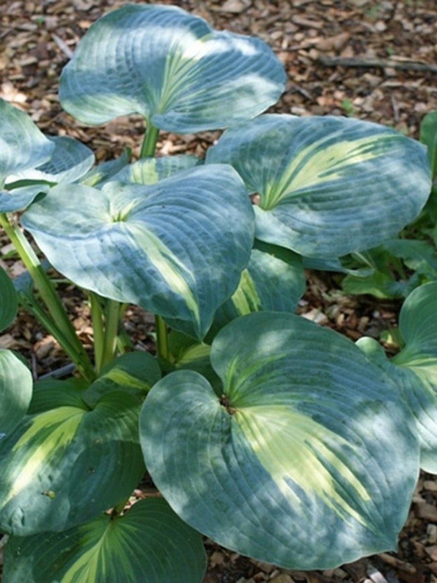 Хоста Тандерболт, 1 шт.