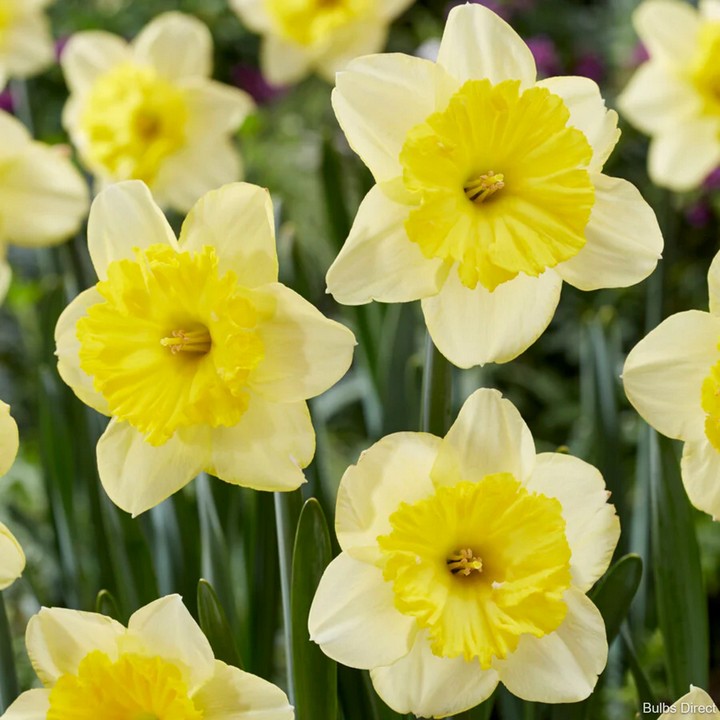 Нарцисс крупноцветковый гофрированный Рауль Валленберг, 12/14, 1 шт.