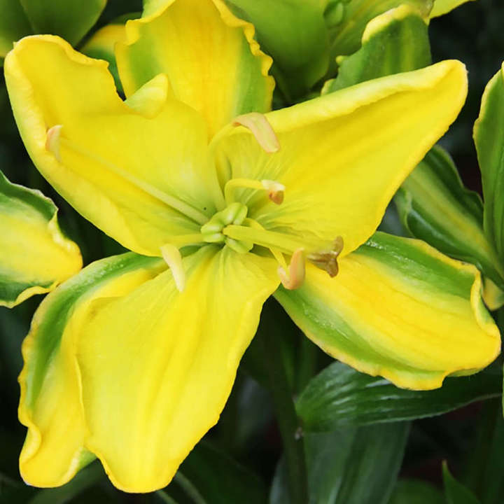 Лилия азиатская Йеллоу Пэррот, 12/14, 1 шт.