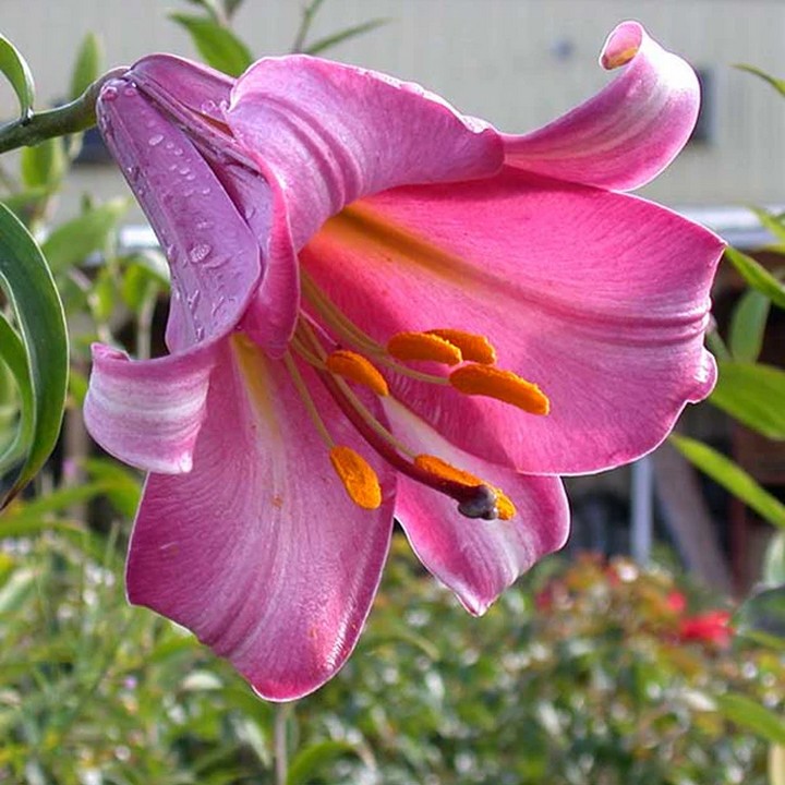 Лилия трубчатая Пинк Перфекшн, 12/14, 1 шт.