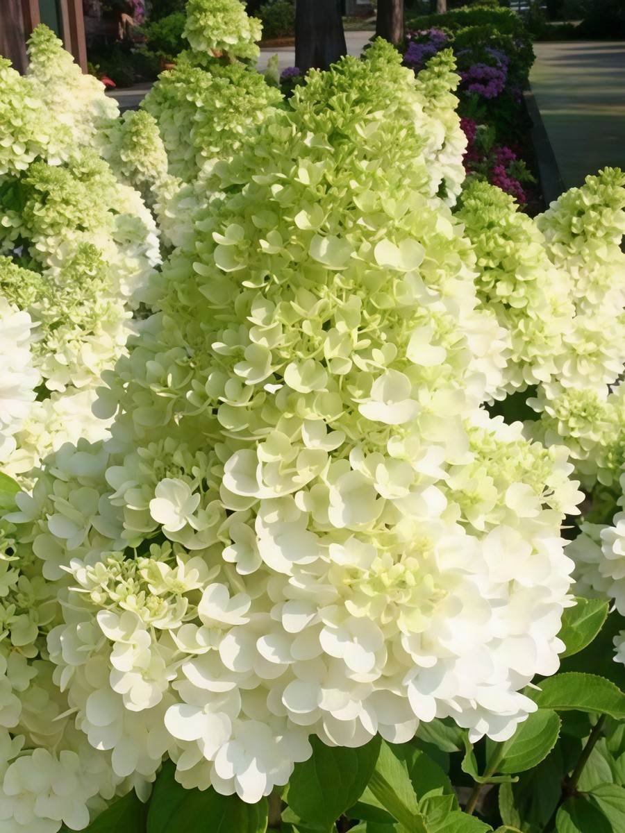 Гортензия метельчатая Мэджикал Мунлайт