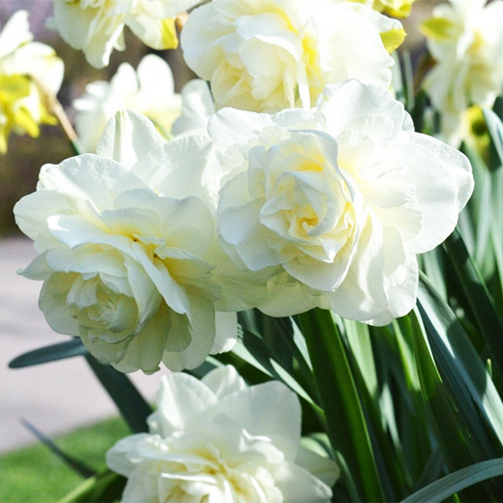 Нарцисс махровый Калгари, 10-12, 1 шт.