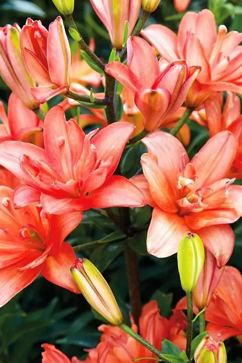 Лилия азиатская махровая Кеб Латте, 12/14, 1 шт.