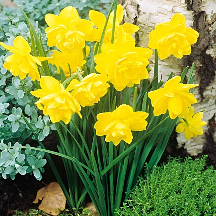 Нарцисс махровый Пенкребар, 8-10, 1 шт.