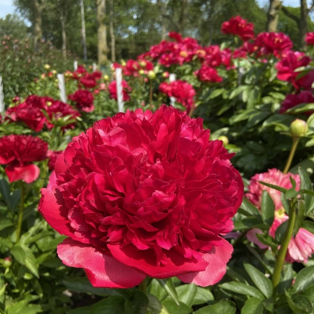 Пион гибридный Комманд Перформанс, 2-3/К, 1 шт.