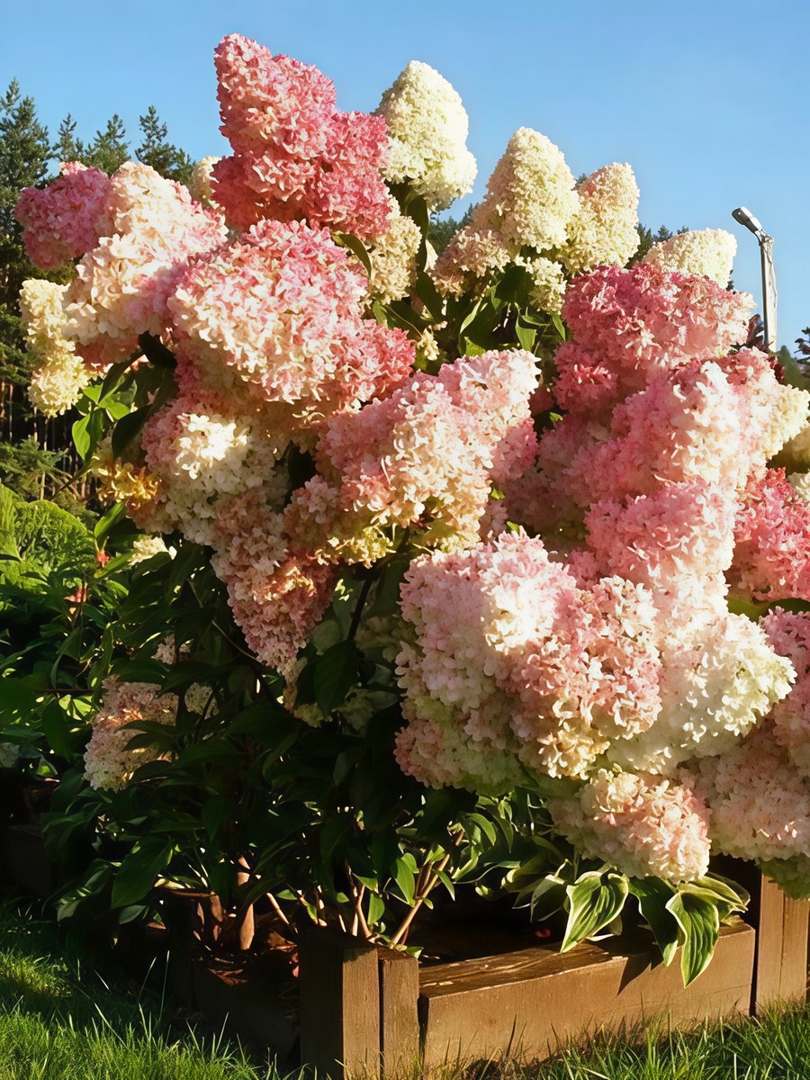 Гортензия метельчатая Фантом