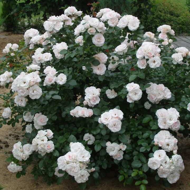 Роза флорибунда Аспирин