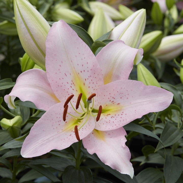 Лилия восточная низкорослая Смарт Романс, 12/14, 1 шт.