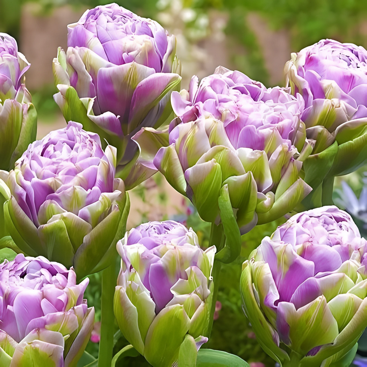 Тюльпан махровый многоцветковый Виолет Прана, 11/12, 1 шт.