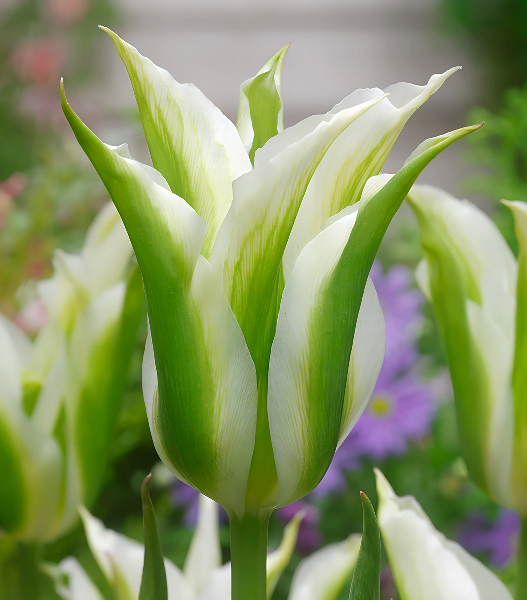 Тюльпан лилиецветный зеленоцветный Грин Стар, 11/12, 1 шт.