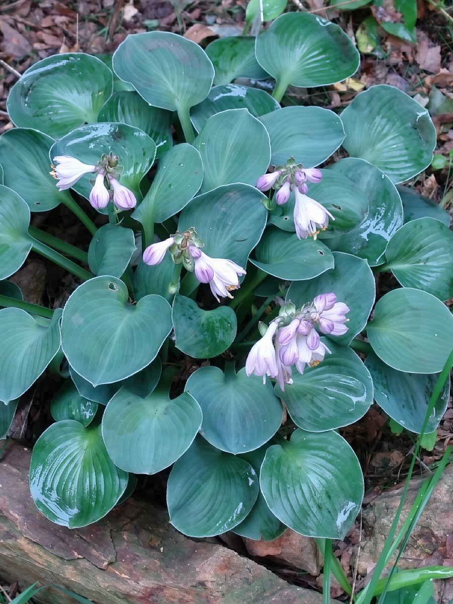 Хоста Блю Маус Иэрс, 1 шт.