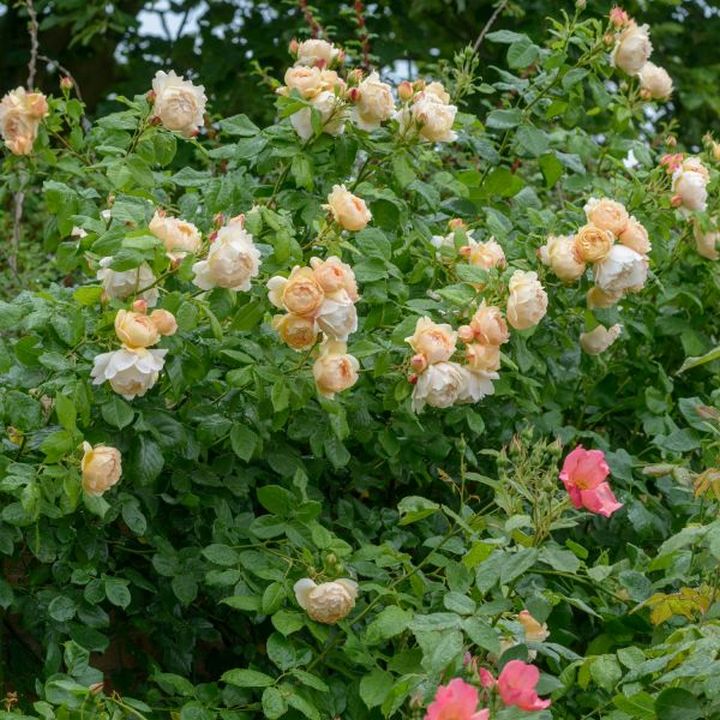 Роза английская Воллертон Олд Холл