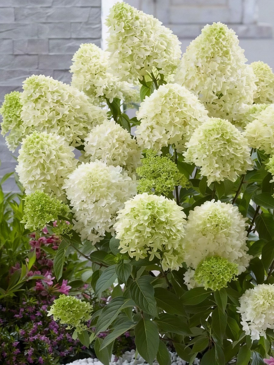 Гортензия метельчатая Паненка/ЦКорЛюкс