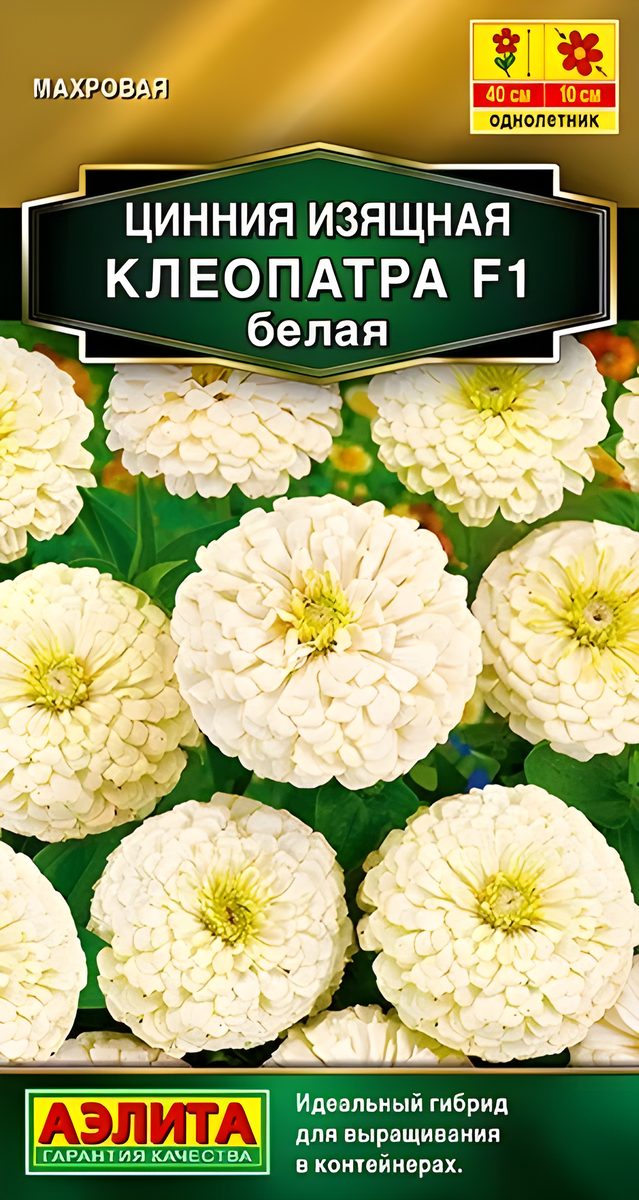 Цинния Клеопатра F1 белая, 12 шт.