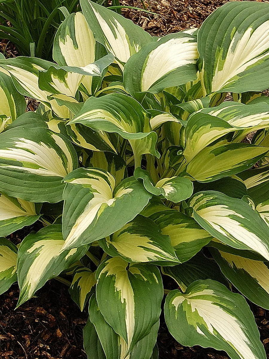 Хоста Кристмас Кэнди, 1 шт.