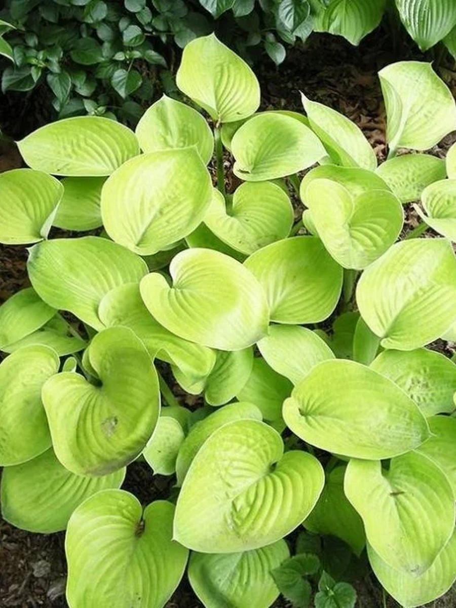 Хоста Глэд Тидингс, 1 шт.