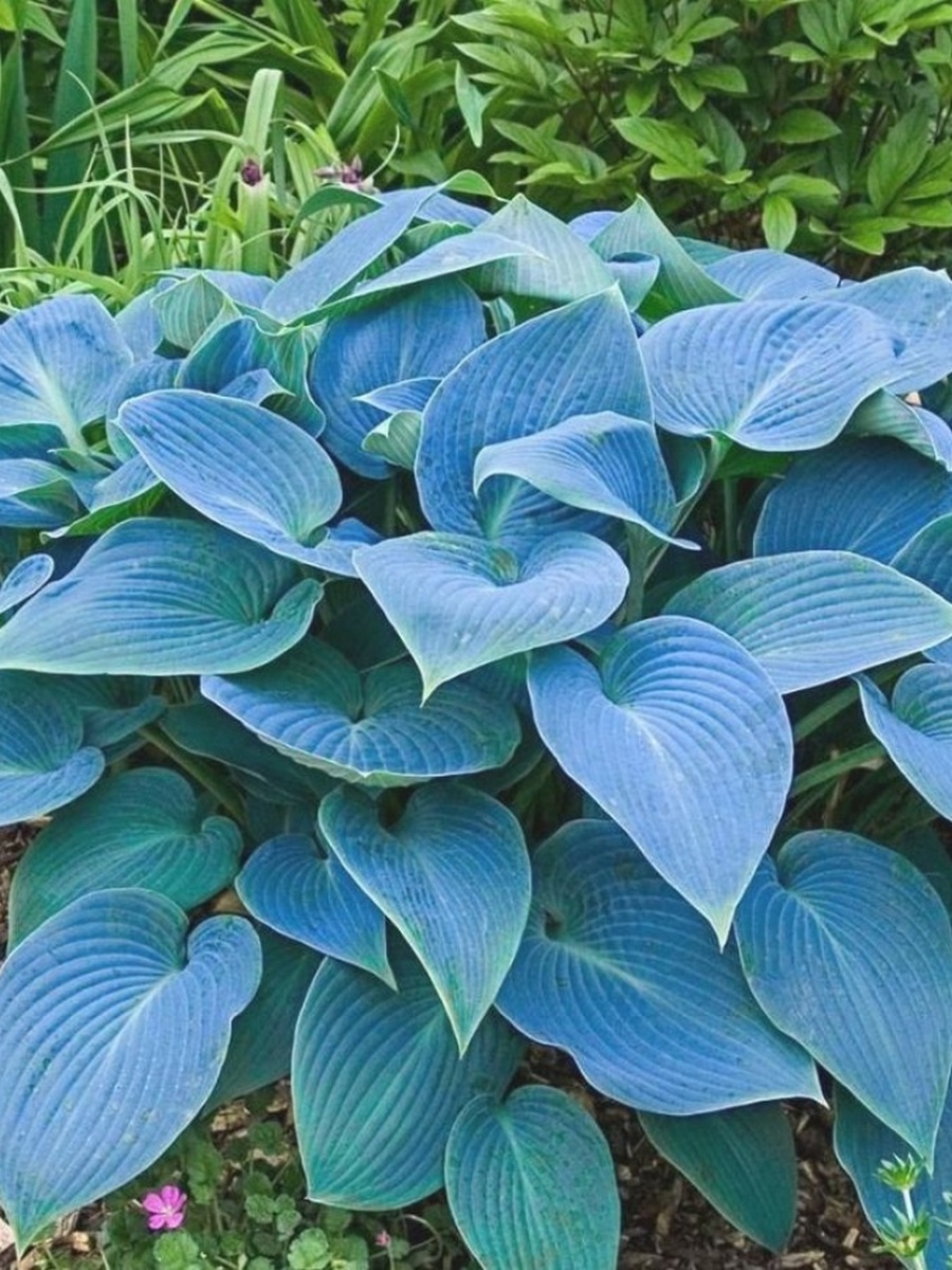 Хоста Блю Перфекшн, 1 шт.