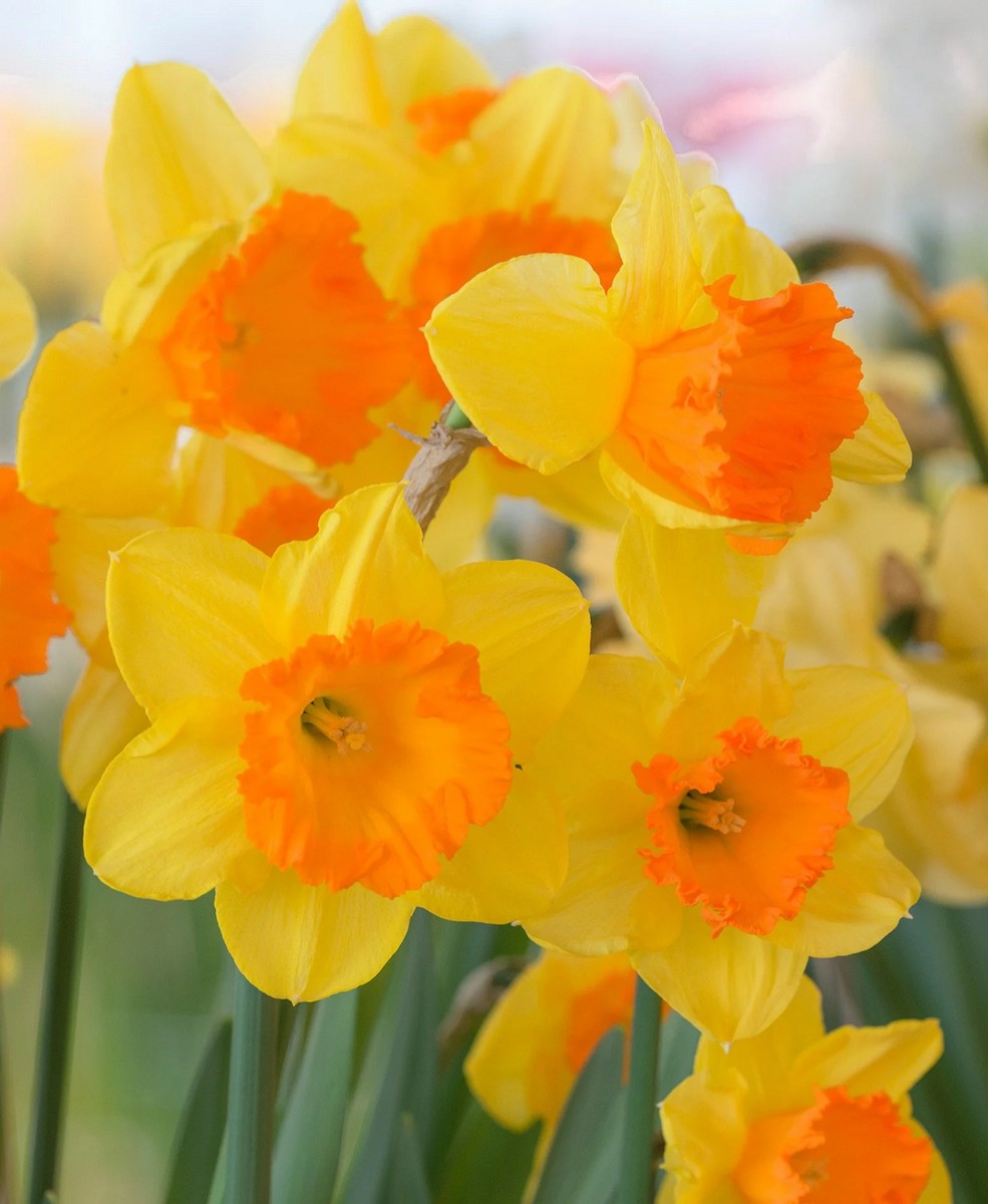 Нарцисс крупноцветковый гофрированный Санловер, 12/14, 1 шт.