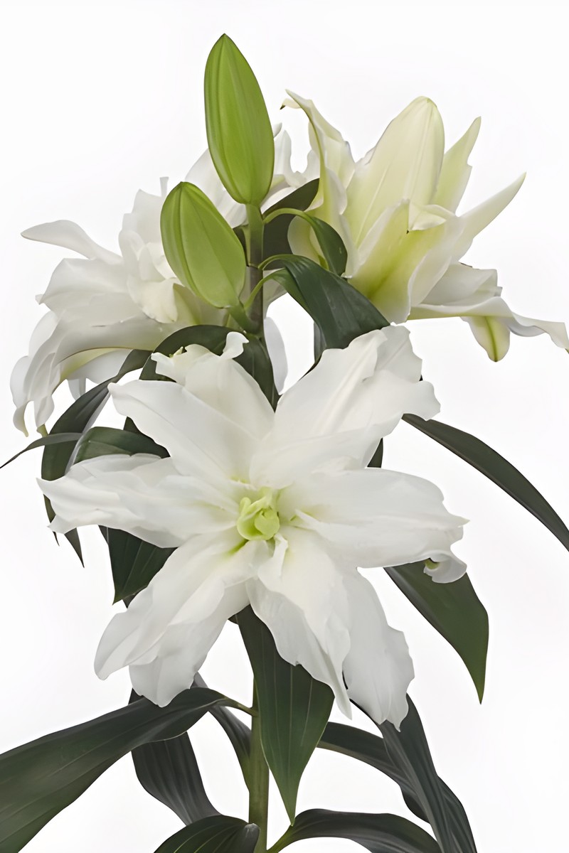 Лилия восточная махровая Roselily Петронелла, 12/14, 1 шт.