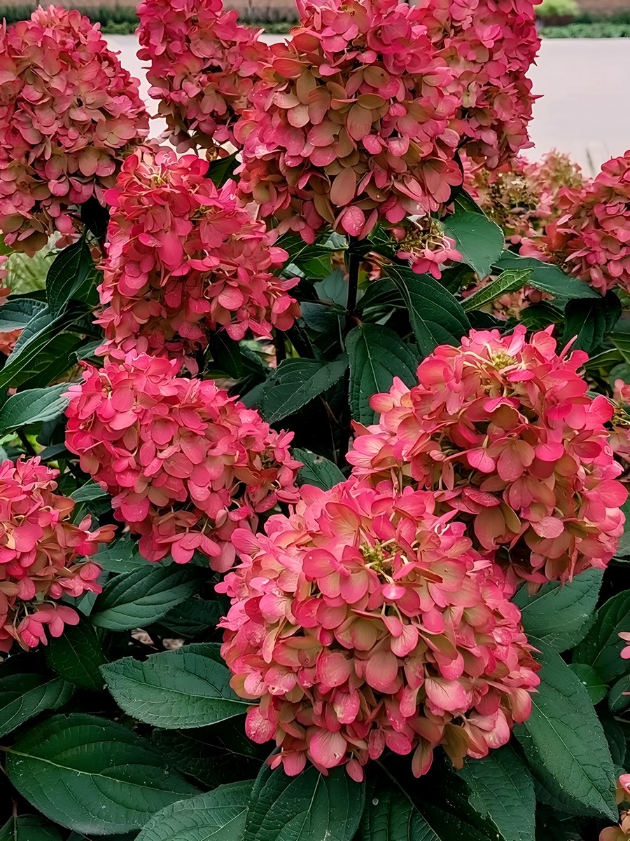 Гортензия метельчатая Бонфайр/ЦКорЛюкс