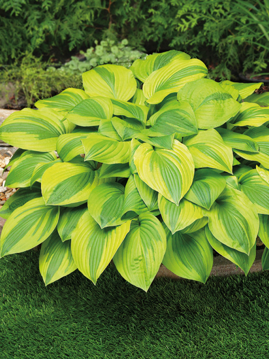 Хоста Майян Мун, 1 шт.