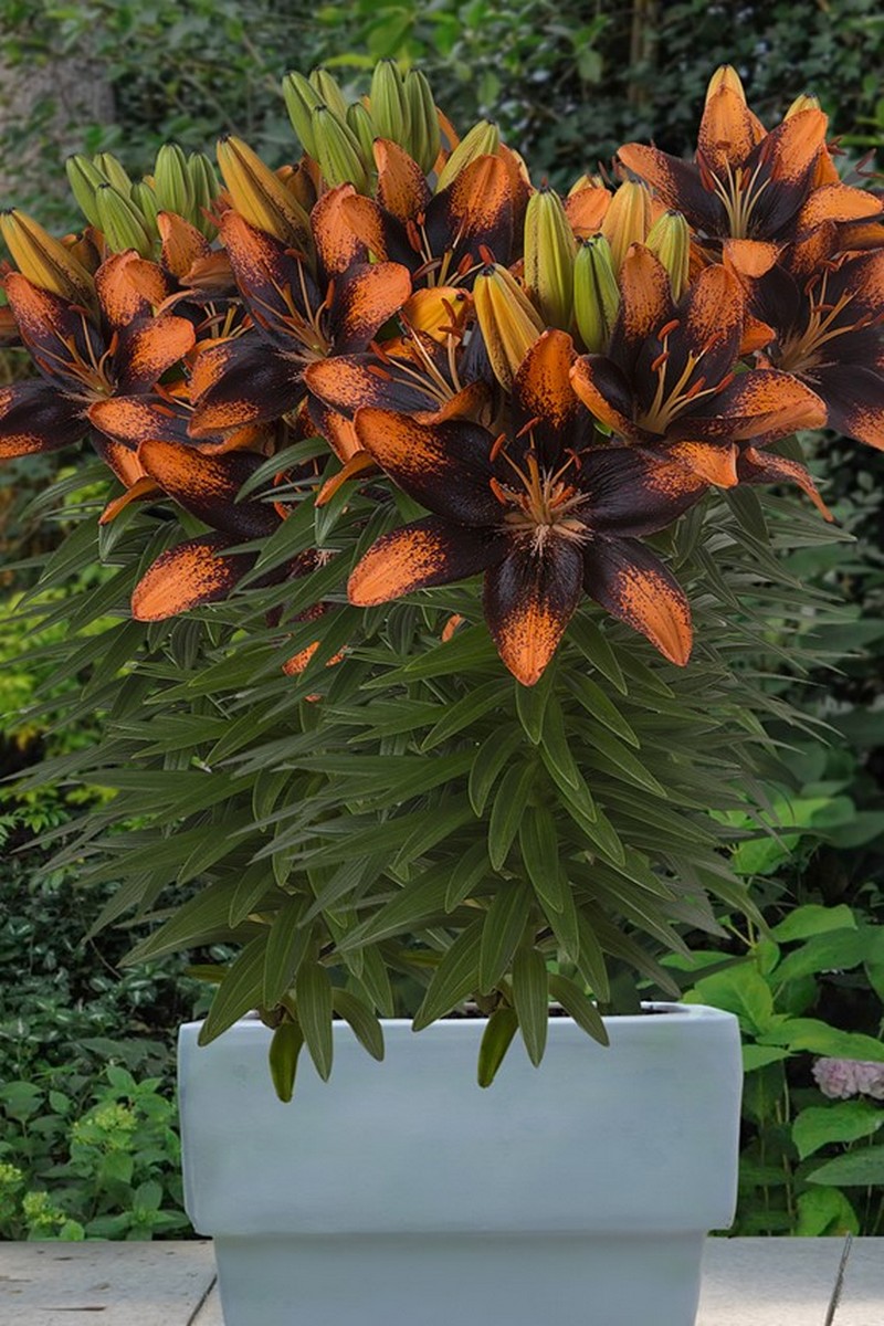 Лилия азиатская Тренди Лас Палмас, 10/12, 1 шт.