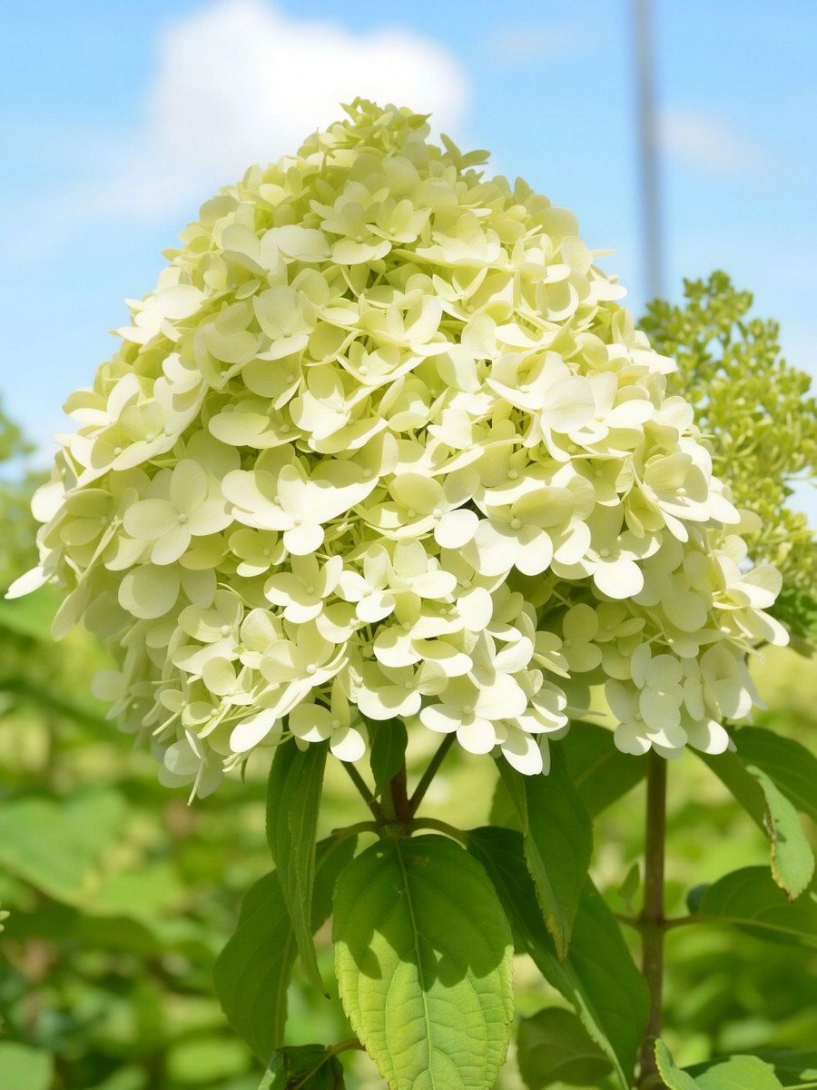 Гортензия метельчатая Литл Лайм