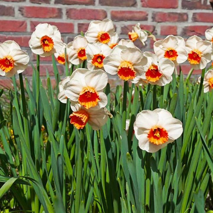 Нарцисс крупноцветковый трубчатый Брук Эйджер, 12/14, 1 шт.