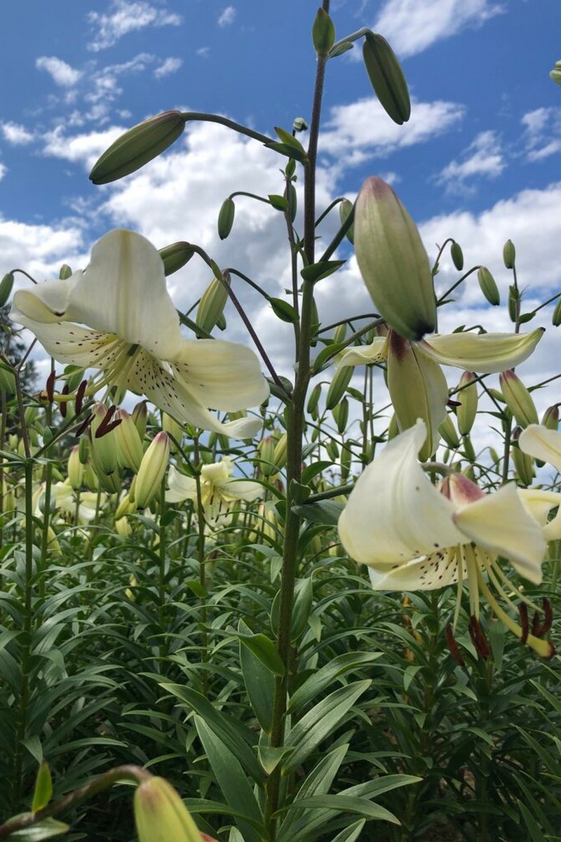 Лилия Уайт Твинкл, 12/14, 1 шт.