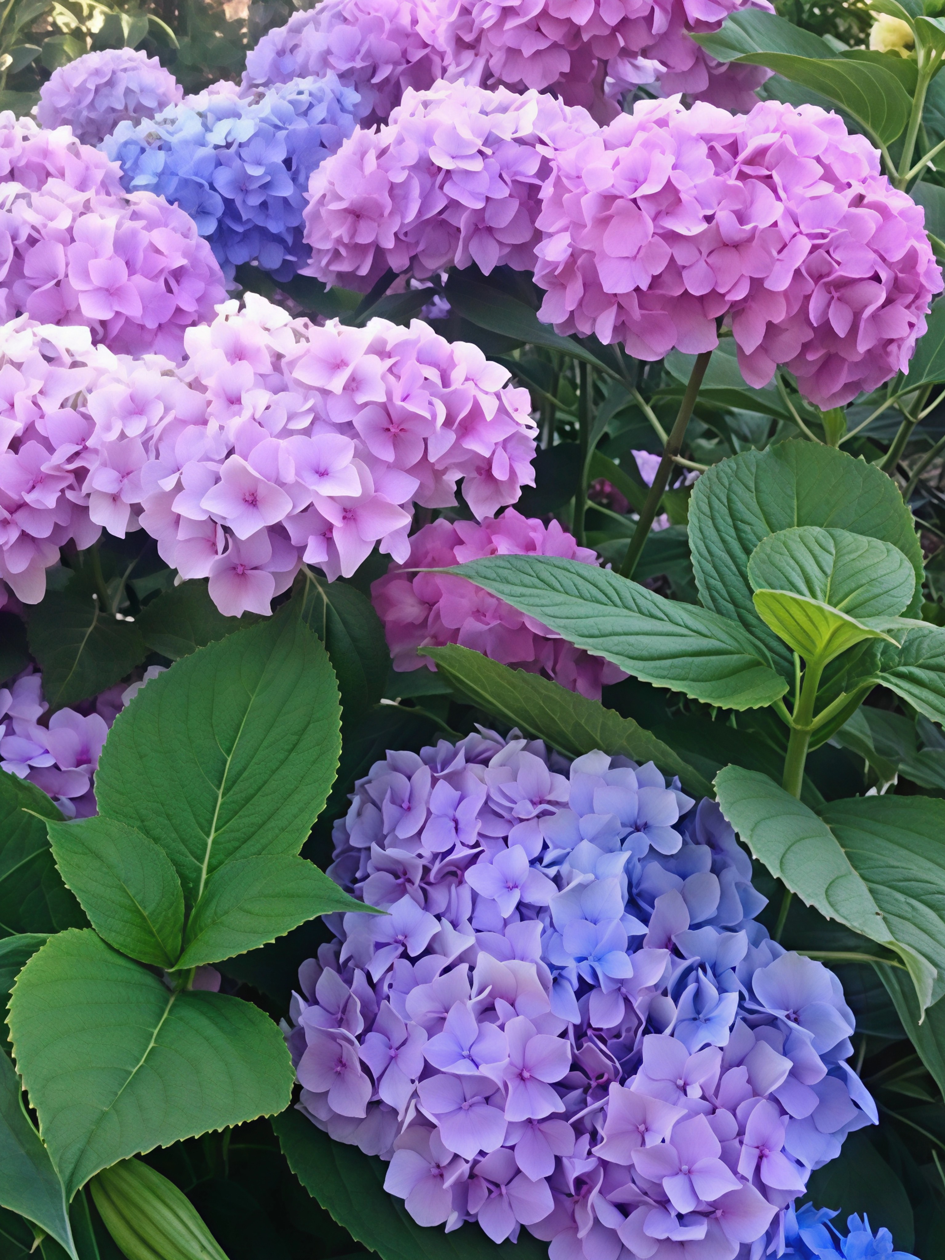 Гортензия крупнолистовая Ориджинал