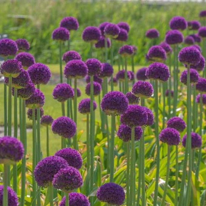 Лук декоративный Амбассадор, 18/20, 1 шт.