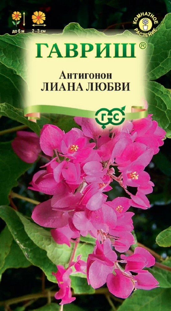 Антигонон Лиана любви, 5 шт. 